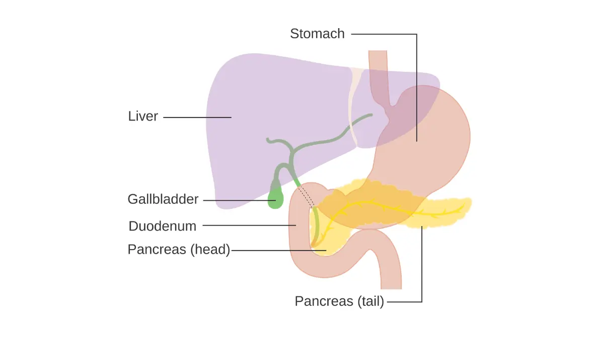 Pancreatic cancer location diagram showing the pancreas tucked behind the stomach in the upper abdomen.