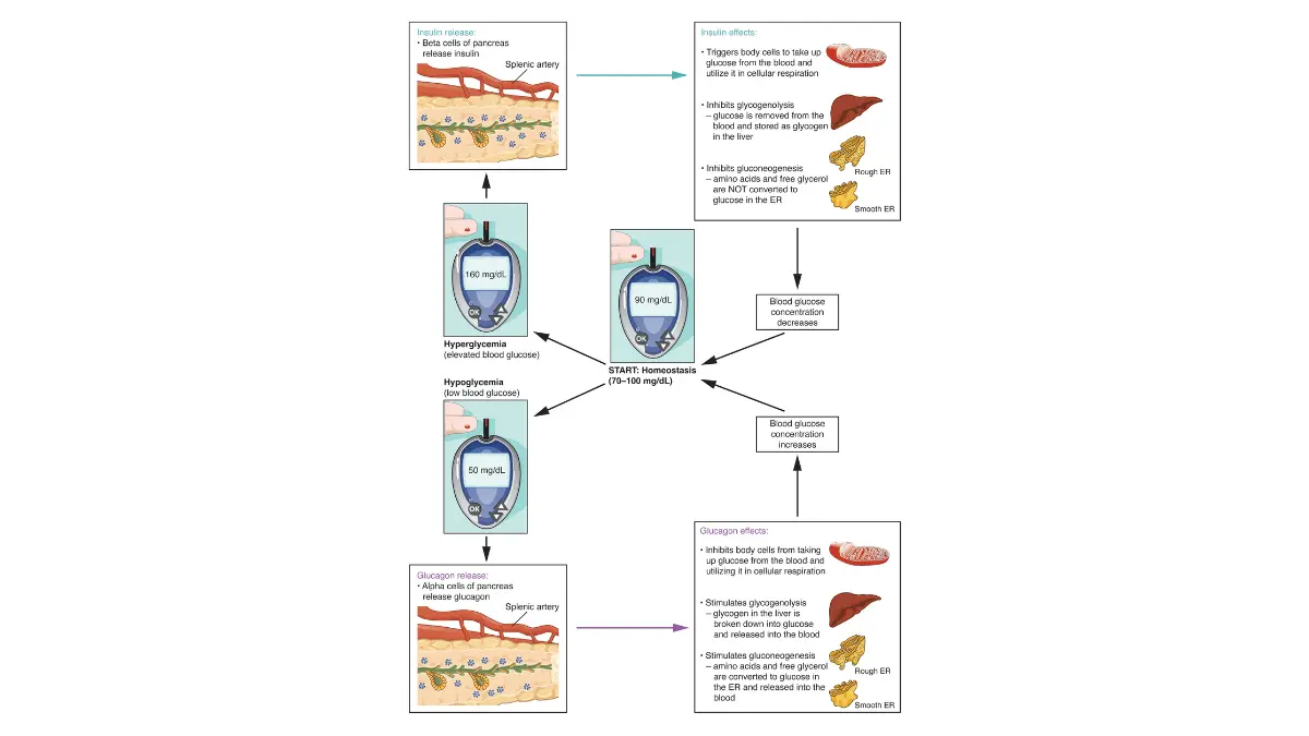 An endocrine feedback loop diagram showing how insulin and glucagon manage blood sugar, an important physiological marker monitored in pancreatic cancer screening.