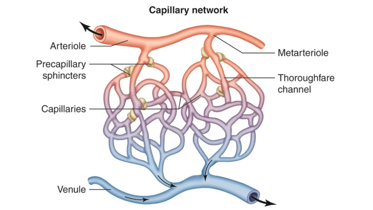 A medical vector graphic illustrating protein biomarkers shedding into the bloodstream during a pancreatic cancer screening workup.