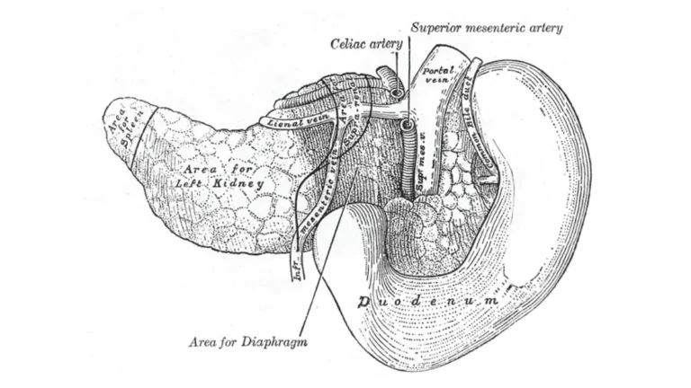 pancreatic cancer stage anatomy illustration showing the pancreas and duodenum from a posterior view