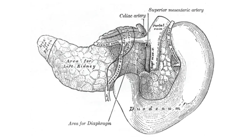 pancreatic cancer stage anatomy illustration showing the pancreas and duodenum from a posterior view