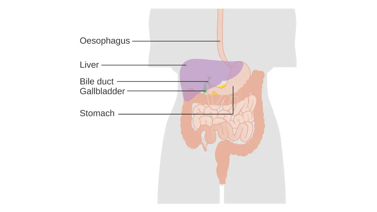 Diagram of gallbladder and bile duct position in the upper abdomen relevant to pancreatic cancer symptoms