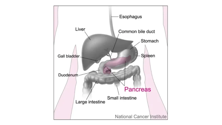 Pancreatic Cancer Weight Loss anatomy illustration showing surface projections of the major organs of the trunk.