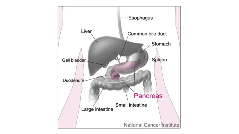 Pancreatic Cancer Weight Loss anatomy illustration showing surface projections of the major organs of the trunk.