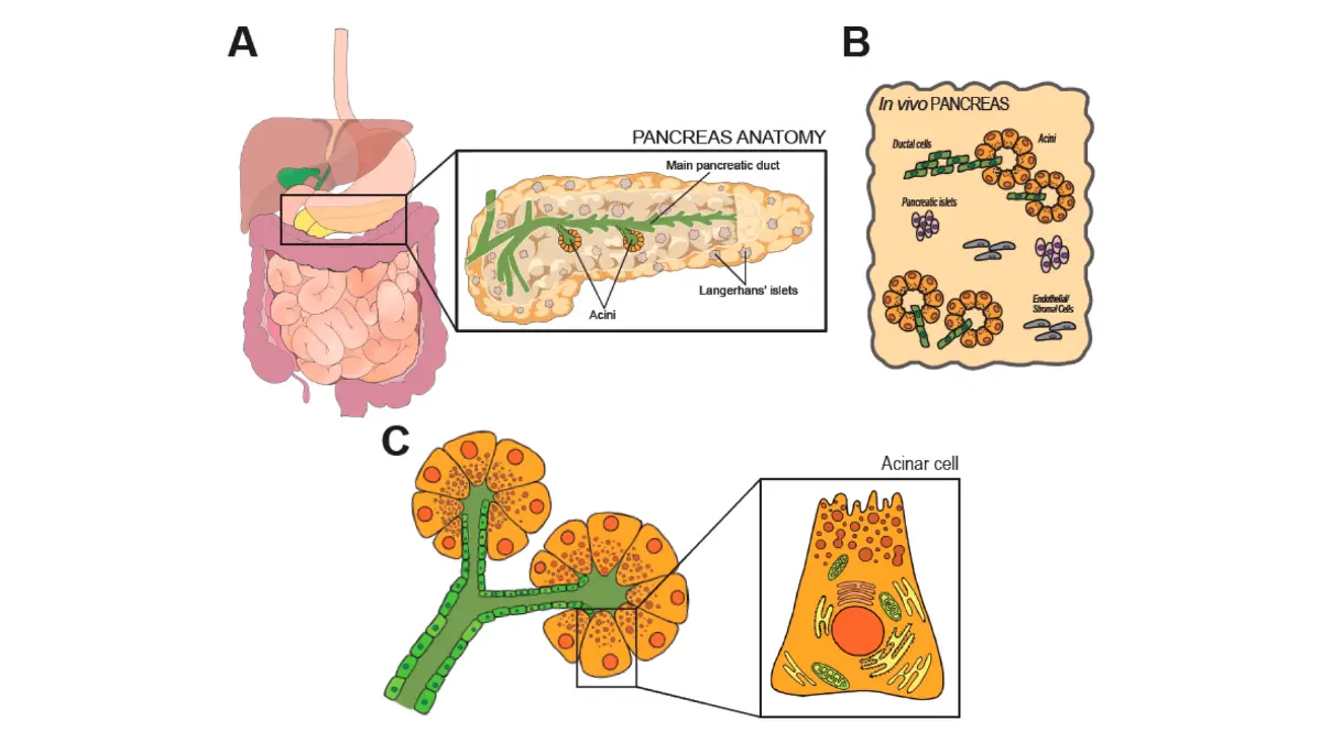 Pancreatic Cancer Weight Loss anatomy and histology illustration of the pancreas showing tissue-level structure.