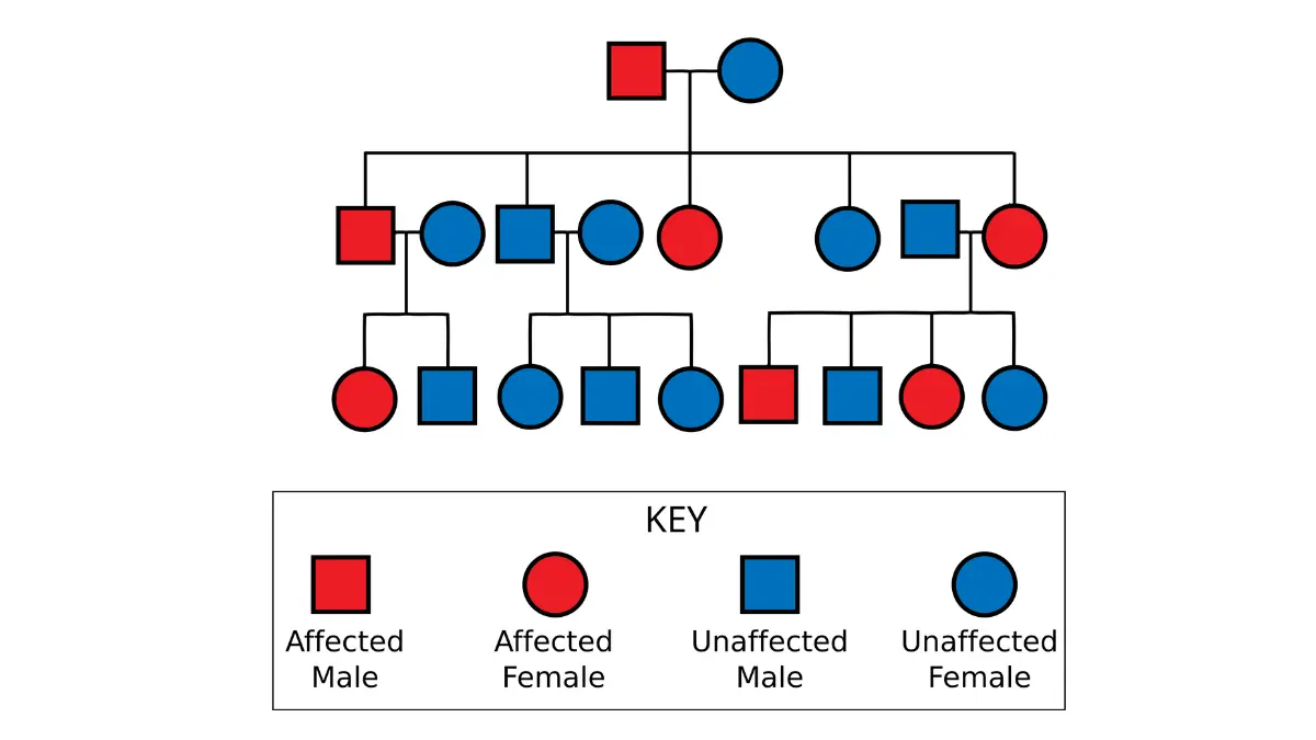PARP Inhibitors pedigree chart showing autosomal dominant inheritance and why BRCA test results may matter for family members.