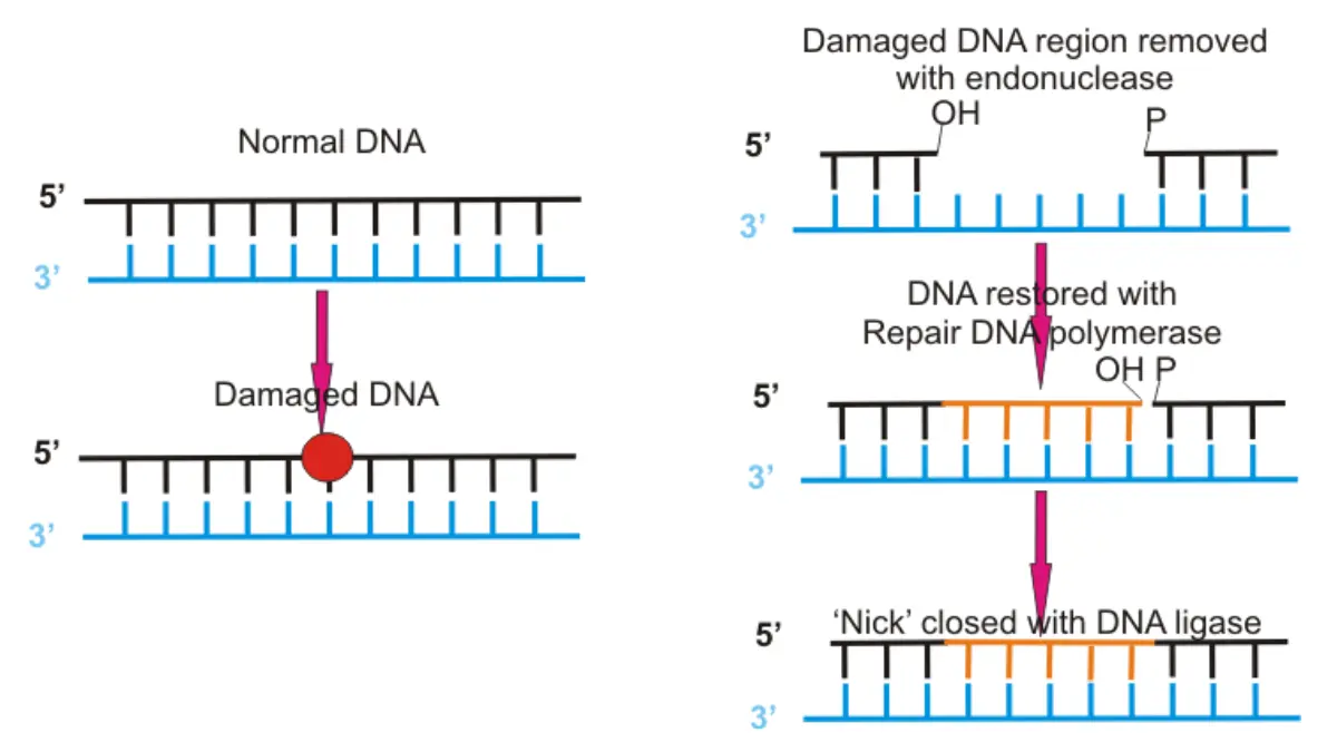 PARP Inhibitors diagram showing major DNA repair mechanisms and how repair pathway failure matters in prostate cancer.