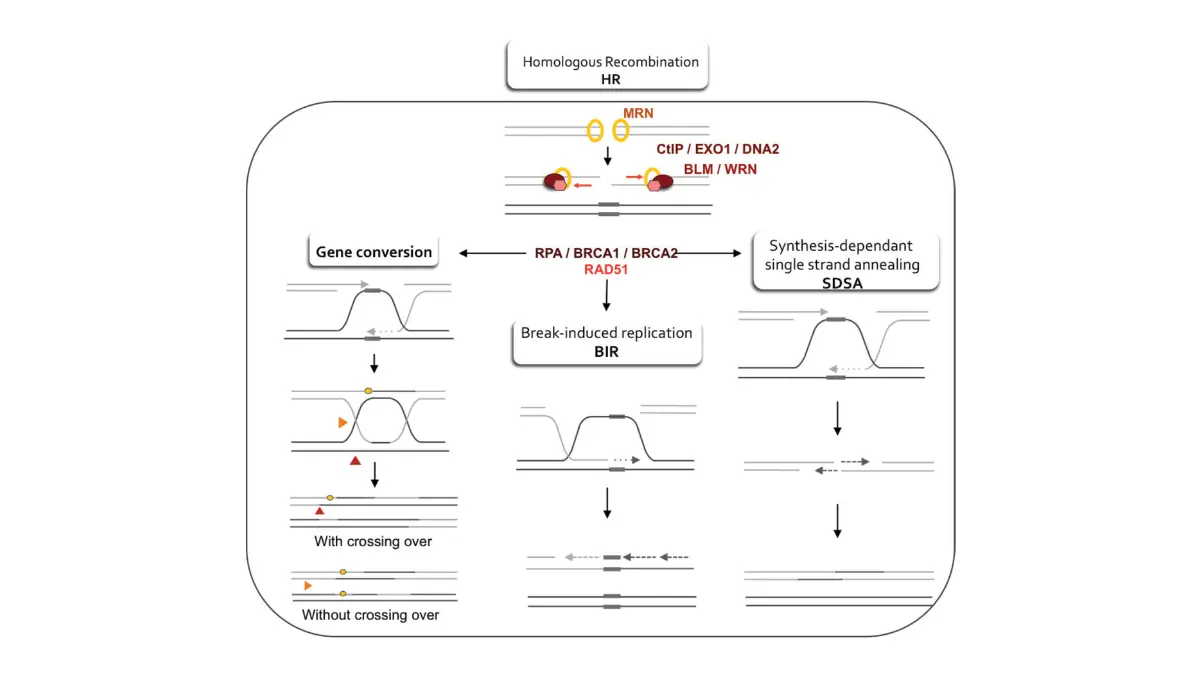 PARP Inhibitors illustration of homologous recombination repair pathways explaining BRCA-related DNA repair weakness in prostate cancer.