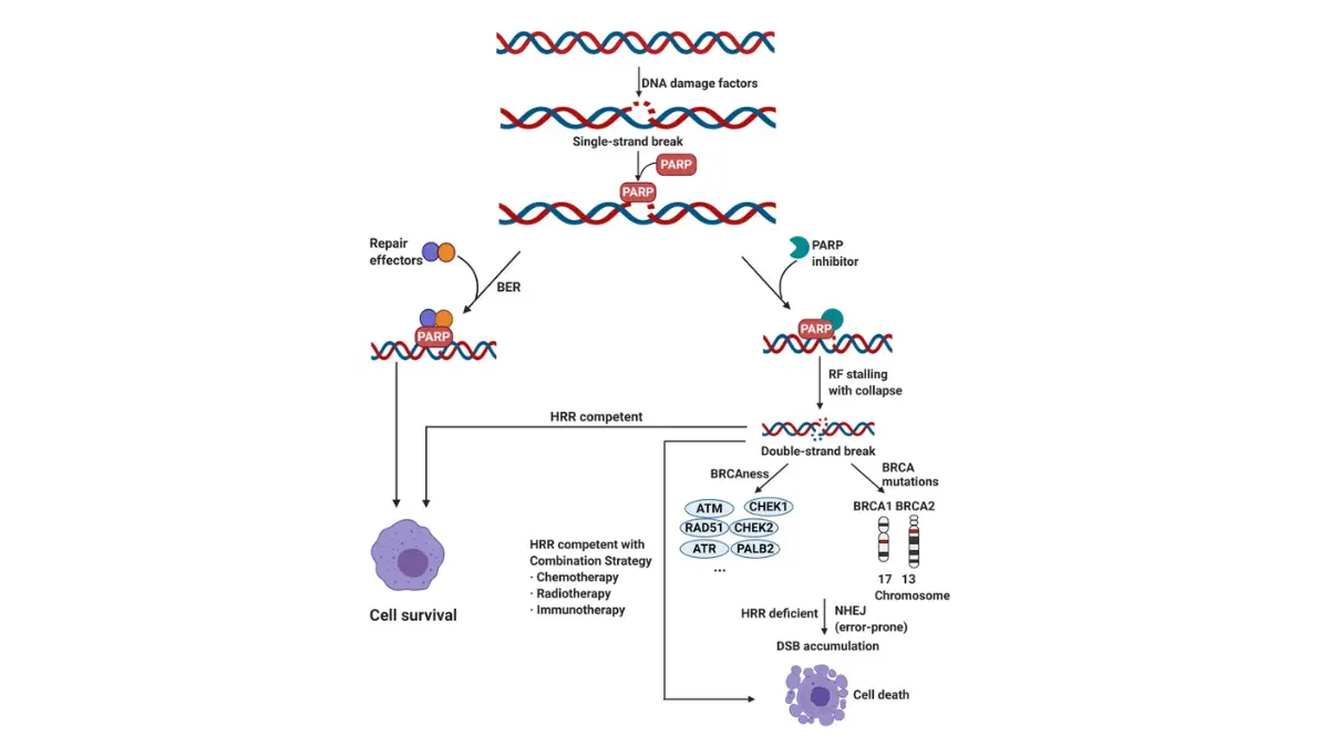 PARP Inhibitors illustration showing DNA damage, DNA repair failure, and cancer-related repair pathways relevant to BRCA-mutated prostate cancer.