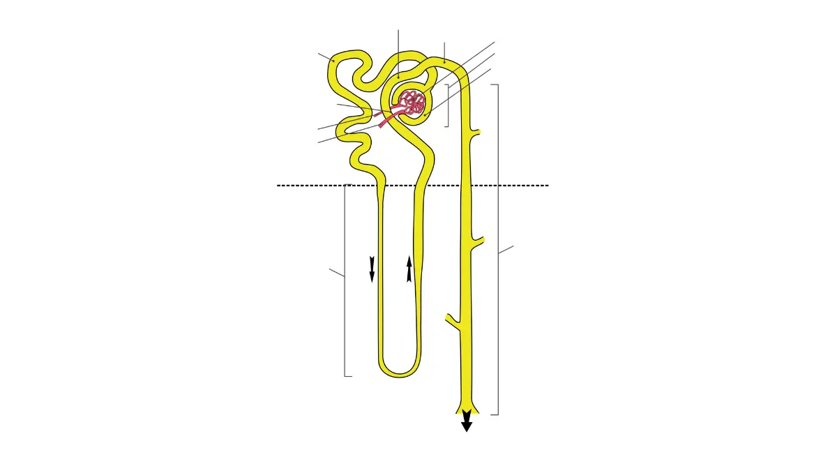 Pluvicto nephron anatomy illustration showing the kidney structure relevant to renal monitoring during treatment.