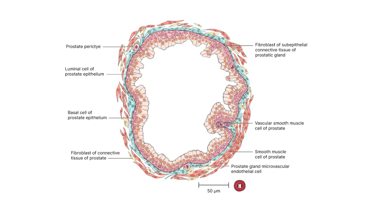 Pluvicto prostate glandular acinus illustration showing the microscopic prostate tissue targeted in advanced prostate cancer treatment.
