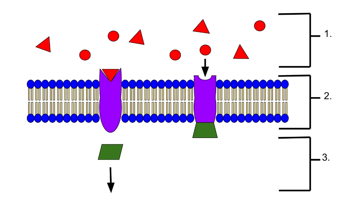 Pluvicto receptor binding illustration showing ligand attachment to a cell membrane receptor, similar to how Pluvicto targets PSMA-positive prostate cancer cells.