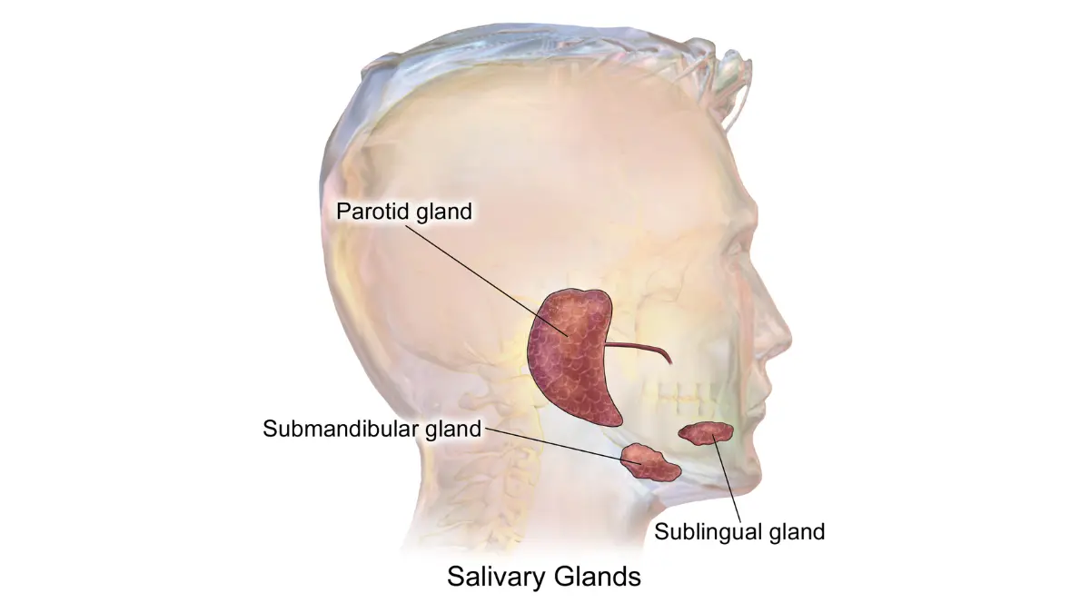 Pluvicto salivary glands illustration showing the glands involved in dry mouth as a side effect of treatment.