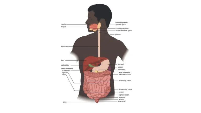 Prepare for a Colonoscopy: digestive system anatomy showing the large intestine, rectum, and anus