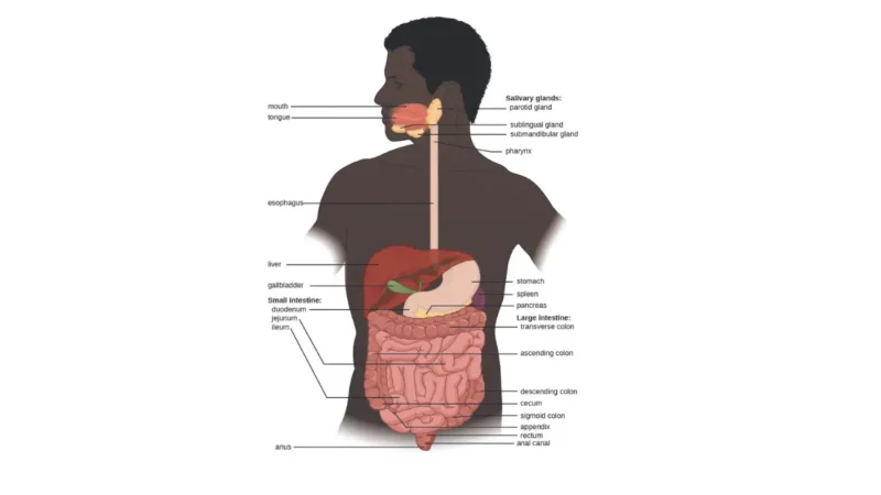 Prepare for a Colonoscopy: digestive system anatomy showing the large intestine, rectum, and anus