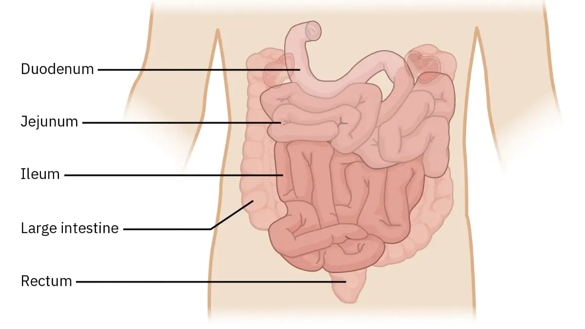 Prepare for a Colonoscopy: small and large intestines anatomy illustration with rectum and stool pathway