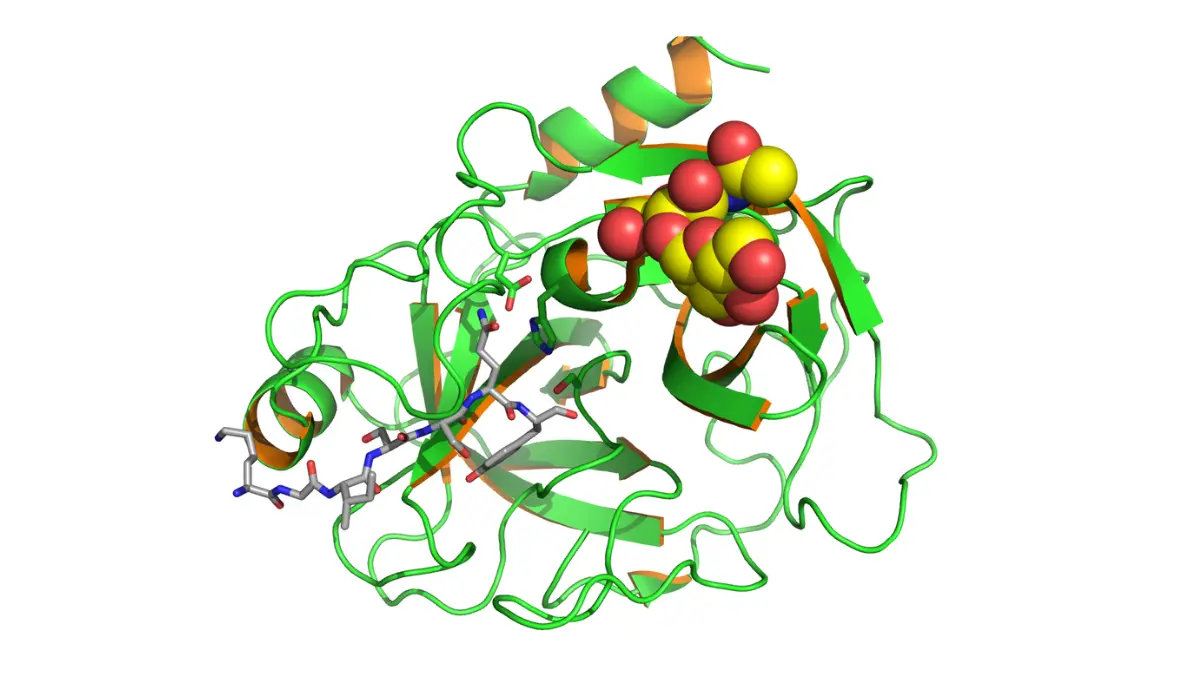 Molecular structure diagram of prostate specific antigen PSA protein related to prostate biopsy blood test screening.