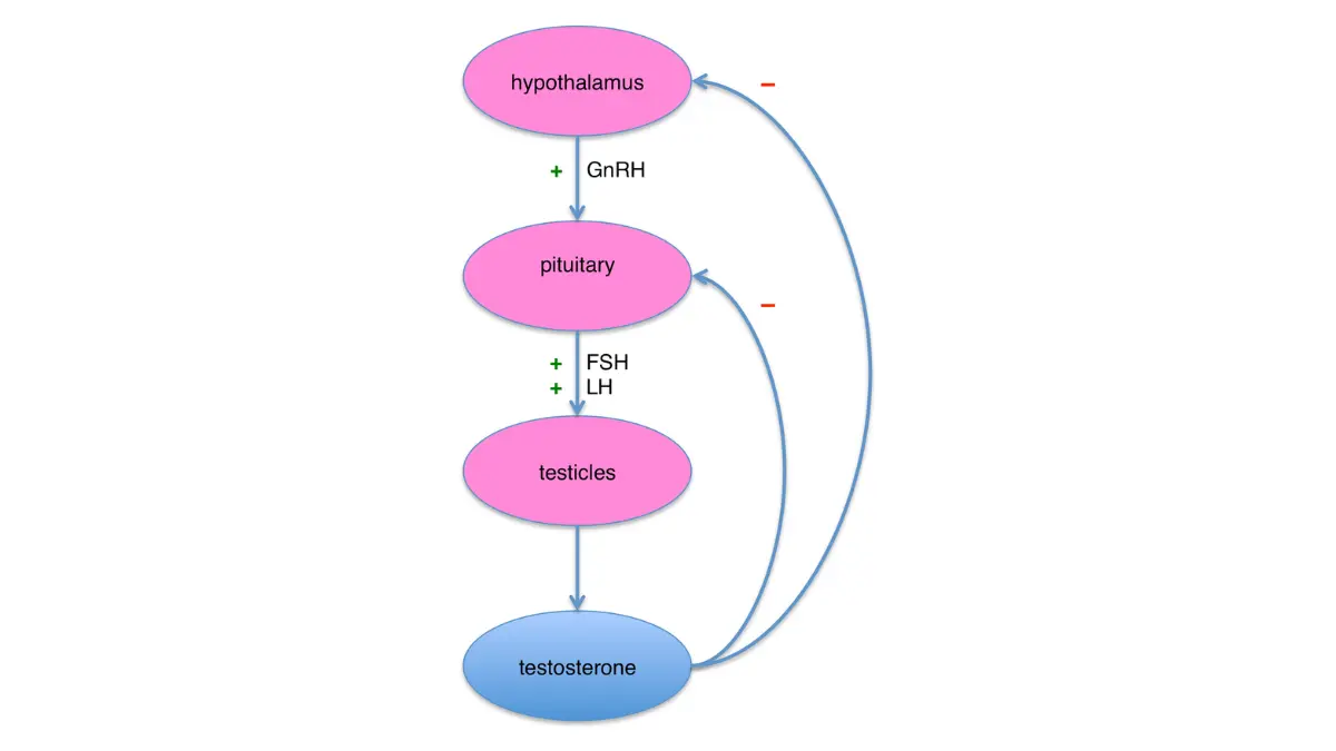 Diagram of the hypothalamic-pituitary-gonadal axis showing testosterone regulation for a prostate cancer caregiver.