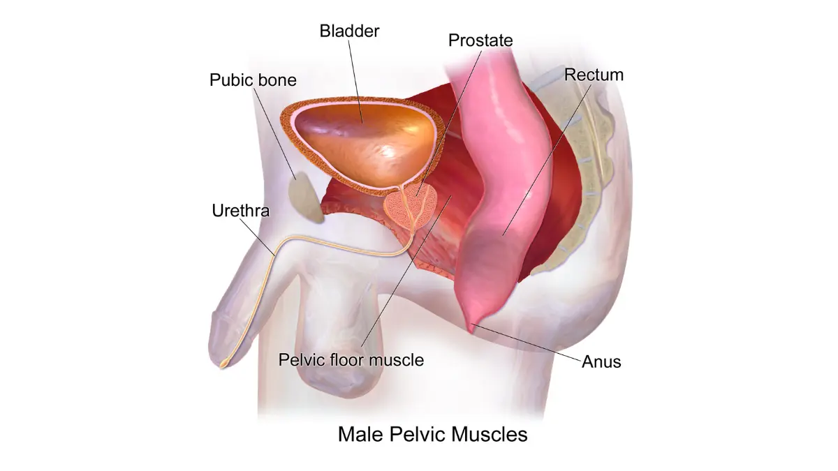 Anatomical illustration of male pelvic muscles and perineum for a prostate cancer caregiver helping with urinary recovery.