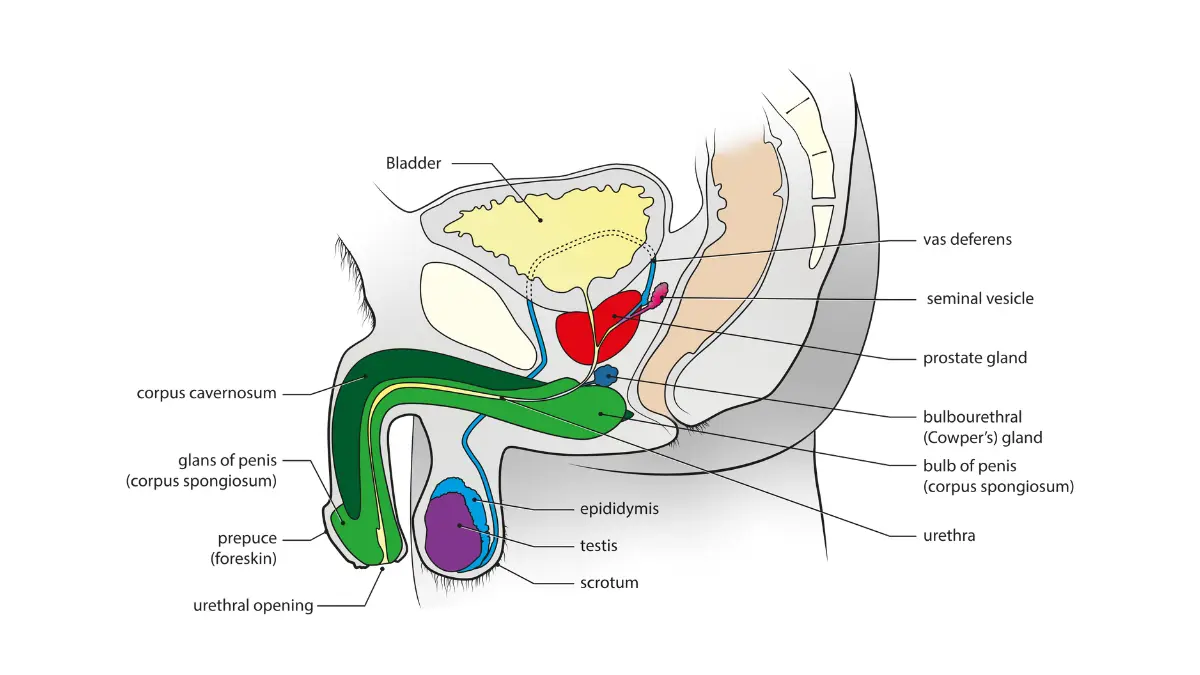 Sagittal anatomical illustration of the male genital system showing the prostate gland, bladder, and urethra for patients researching Prostate Cancer Causes.