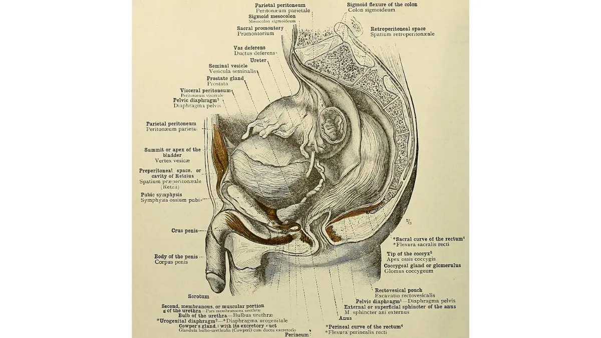 Cross-section diagram of the human male reproductive system showing the prostate for patients learning about Prostate Cancer Causes.