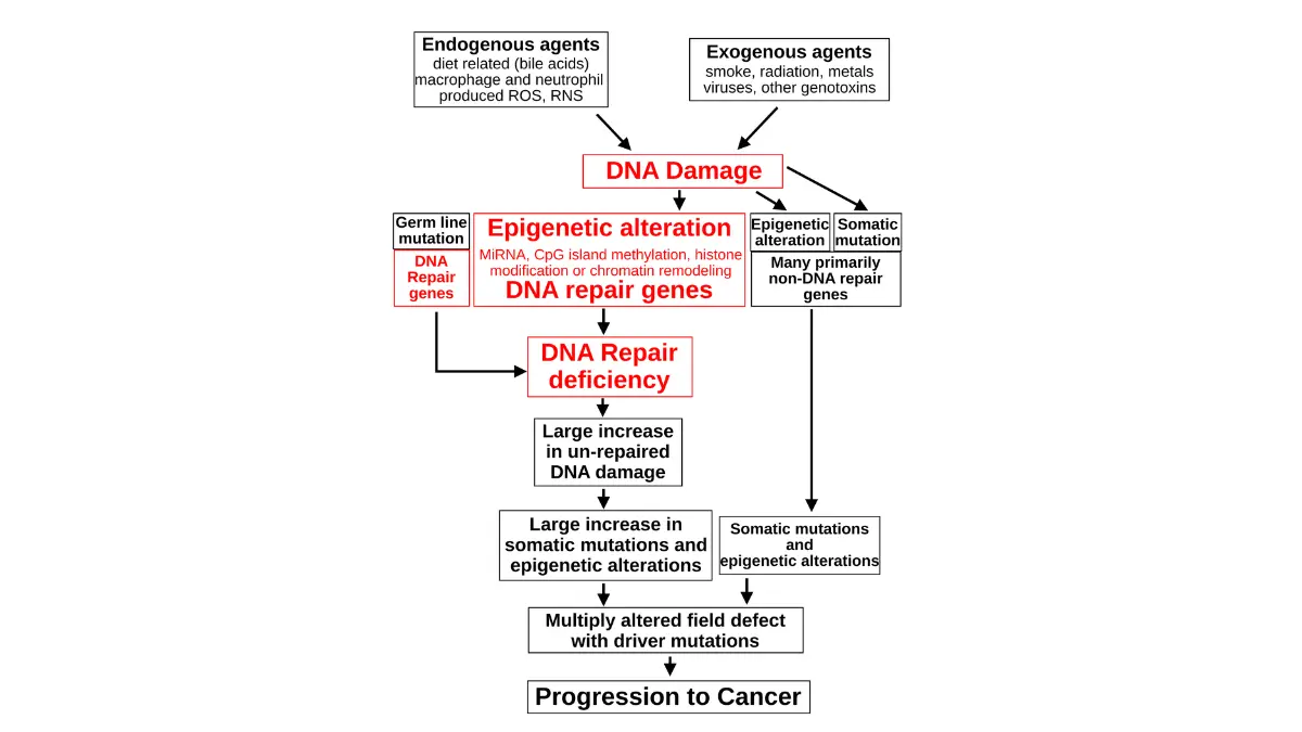prostate cancer clinical trial carcinogenesis diagram showing DNA damage and epigenetic defects in cancer development