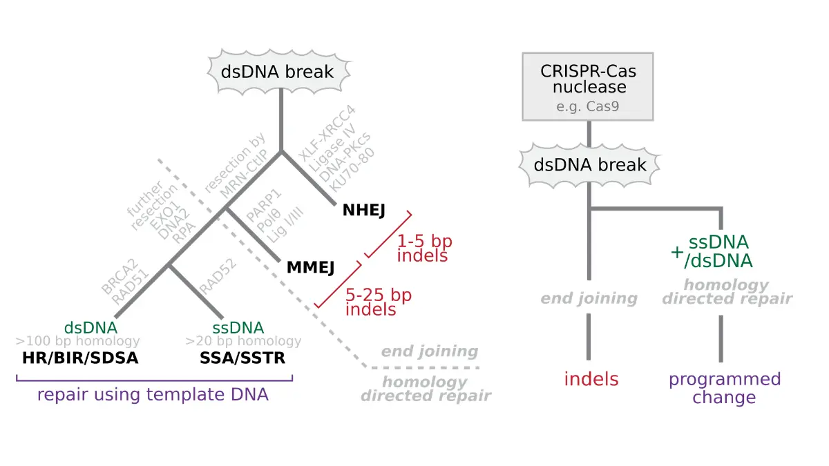 prostate cancer clinical trial genetic eligibility diagram showing DNA double-strand break repair pathways