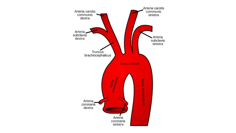 Prostate cancer recurrence anatomy illustration showing a lateral view of the prostate gland and nearby pelvic structures.