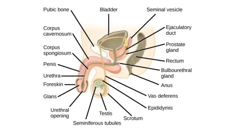 Medical anatomy illustration of the male reproductive system showing the prostate gland and surrounding organs for understanding Prostate Cancer Risk.