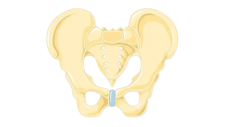 Male pelvis anatomy showing bones of the pelvic region to explain Prostate cancer side effects on urinary and sexual function.
