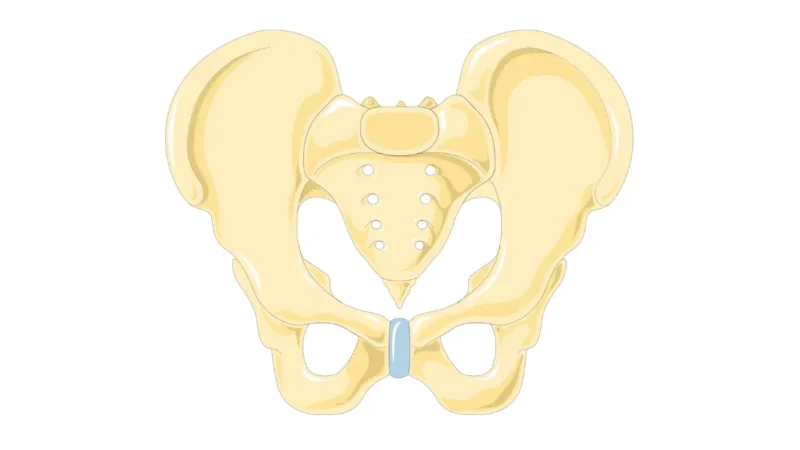 Male pelvis anatomy showing bones of the pelvic region to explain Prostate cancer side effects on urinary and sexual function.