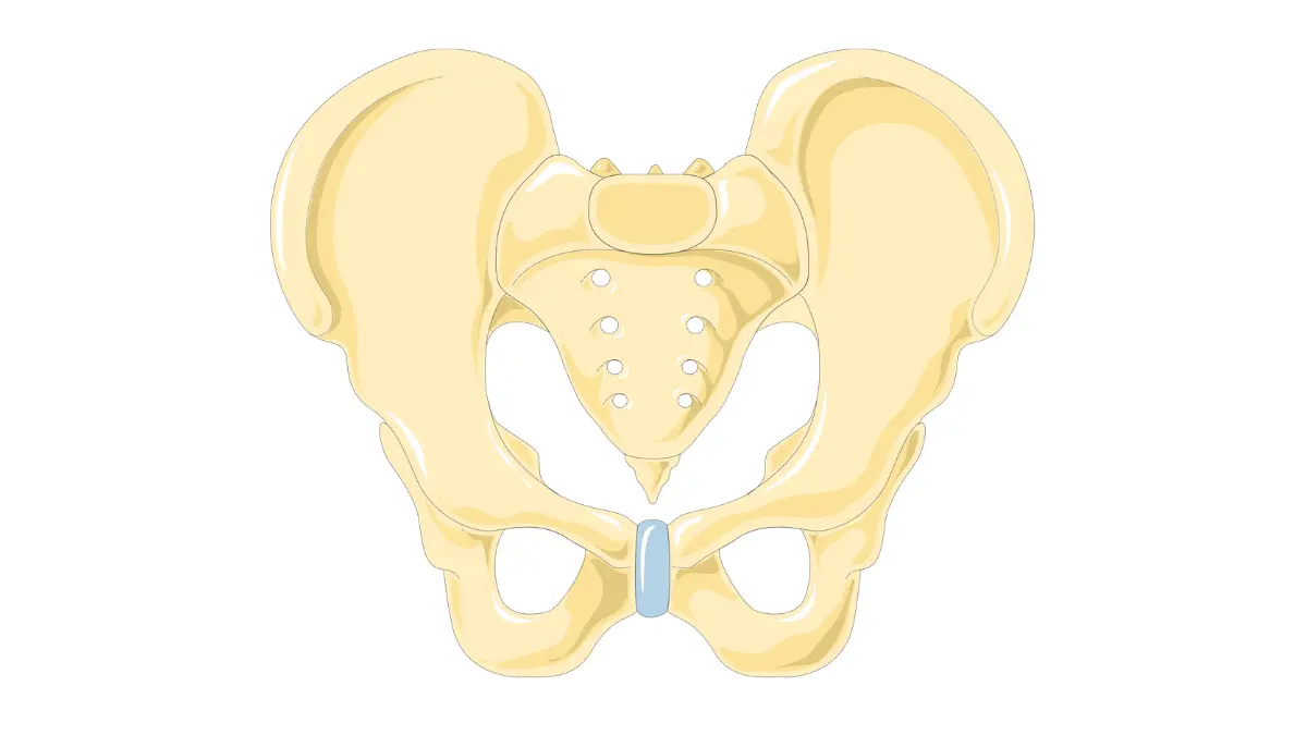 Male pelvis anatomy showing bones of the pelvic region to explain Prostate cancer side effects on urinary and sexual function.