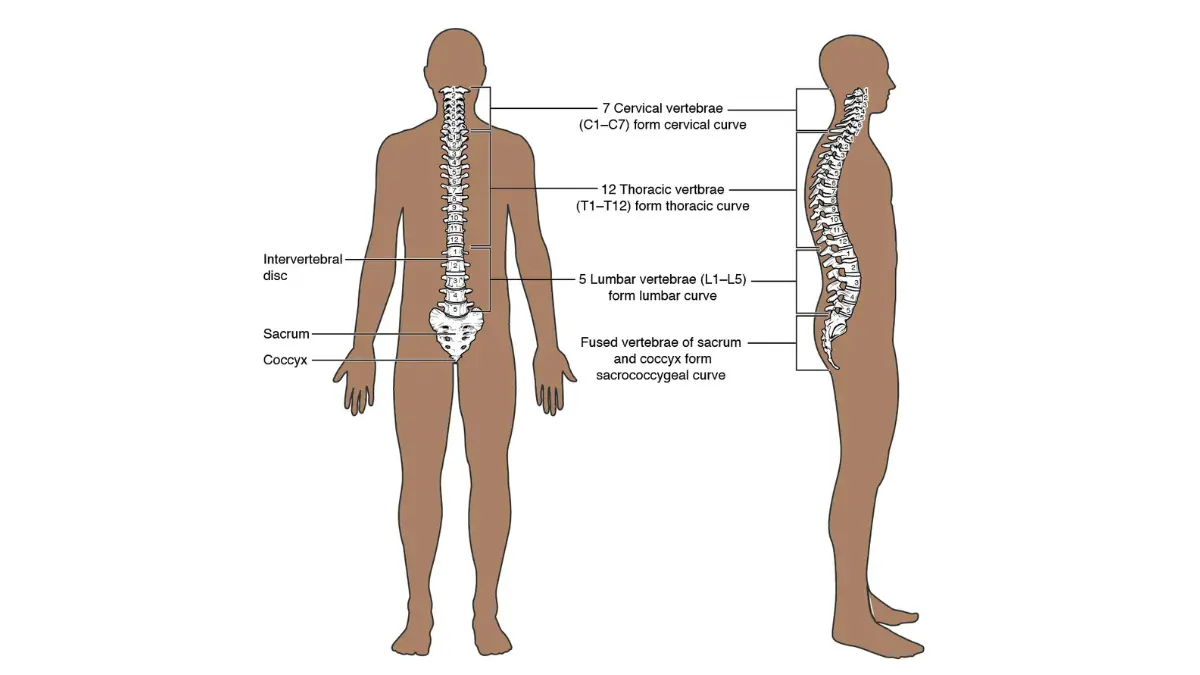 Labeled vertebral column diagram showing spine regions to explain bone metastases and fracture-related Prostate cancer side effects.