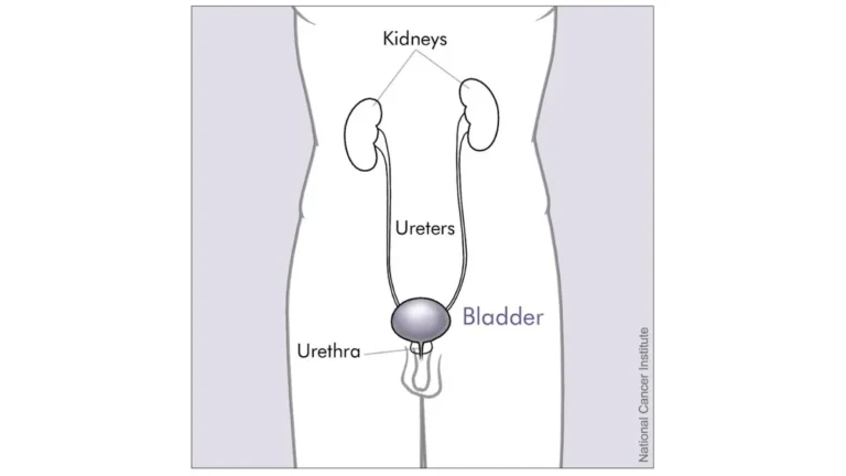 prostate cancer stages anatomy illustration showing the male bladder, prostate, and urethra.