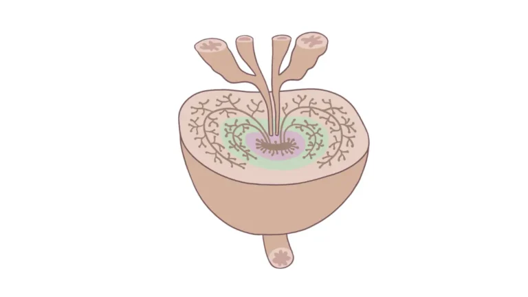 Prostate cancer statistics medical illustration showing the prostate gland and surrounding anatomical structures.