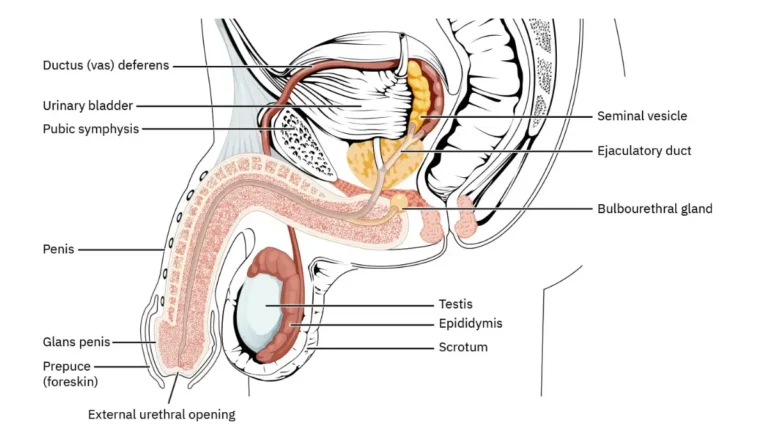 Prostate Cancer Surgery anatomy illustration showing the prostate below the bladder and in front of the rectum