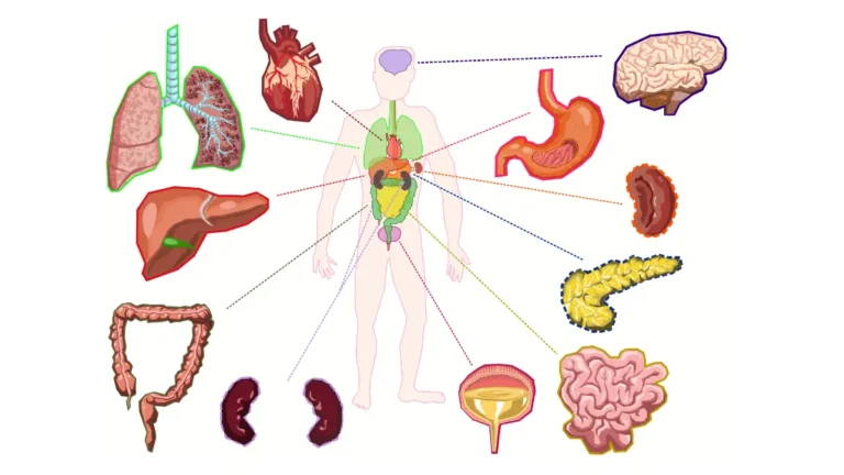 Prostate Cancer Under 50 illustration of the human body showing internal organs including the bladder and pelvic region.