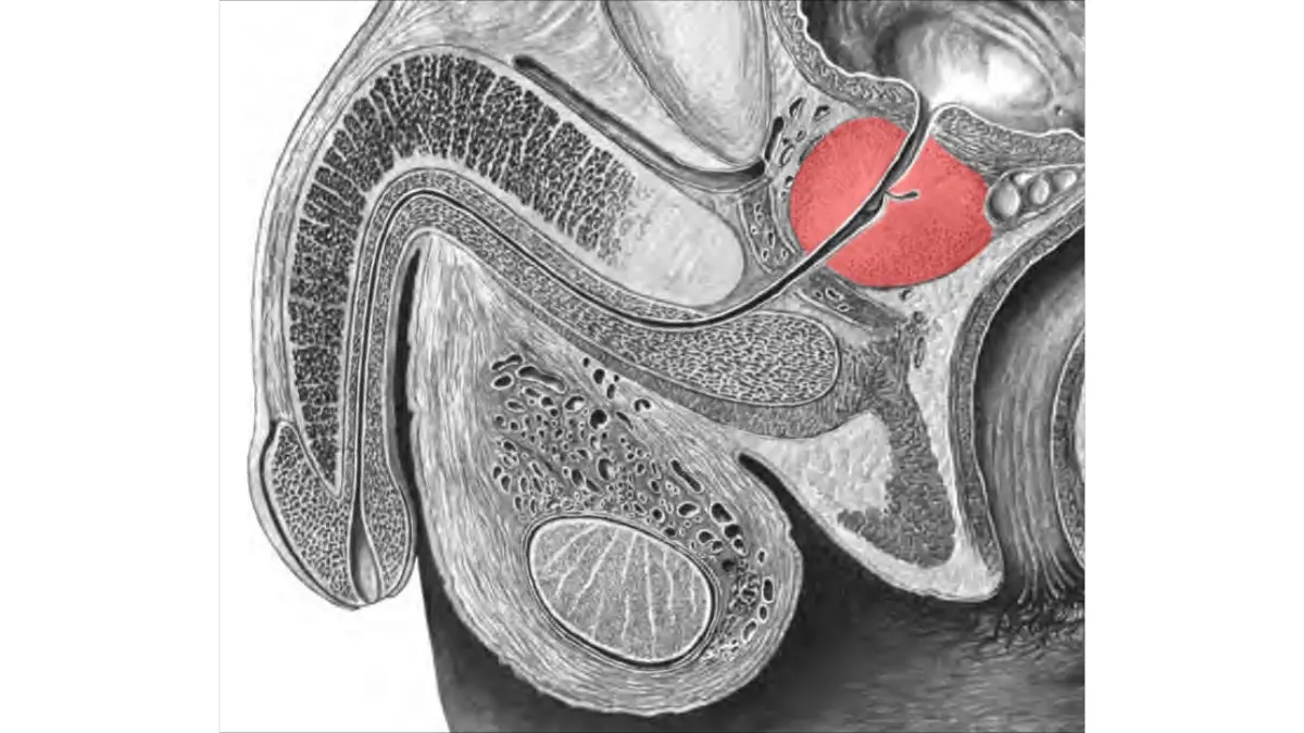 Lateral cross-section vector illustration of the prostate gland used in prostate cancer screening education.
