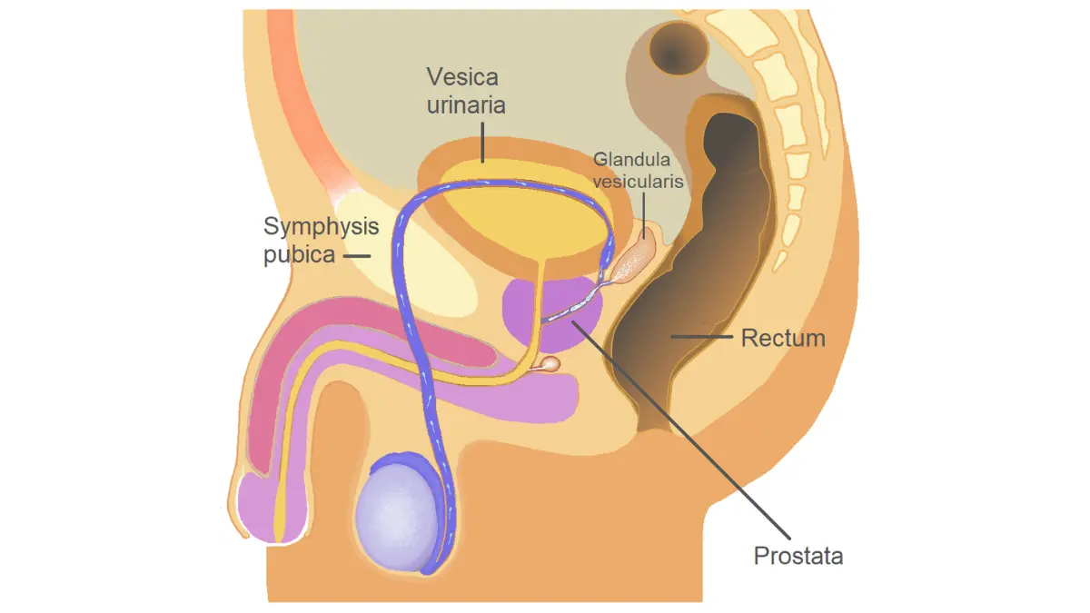 PSA Test diagram showing the position of the human prostate below the bladder and around the urethra