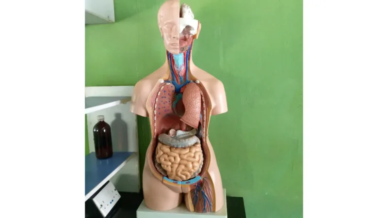 PSA Test illustration of male anatomy showing the prostate gland, bladder, urethra, and nearby reproductive organs