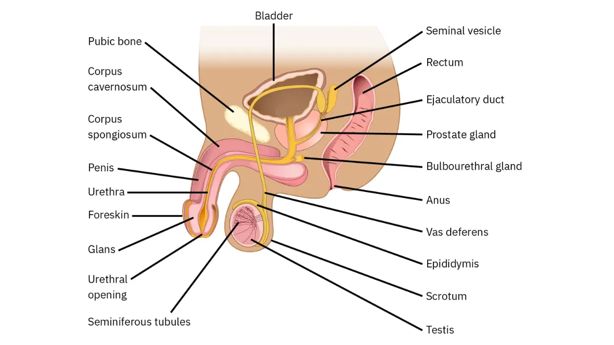 PSA Test male reproductive system anatomy illustration showing the prostate and surrounding structures