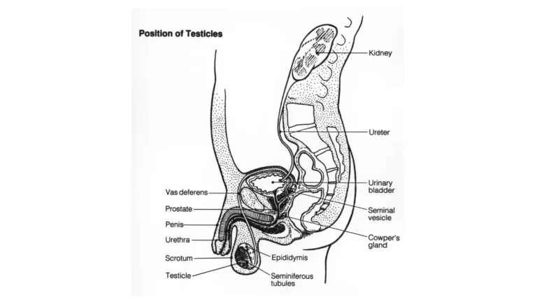 PSMA PET scan illustration showing male reproductive system anatomy including the prostate and bladder