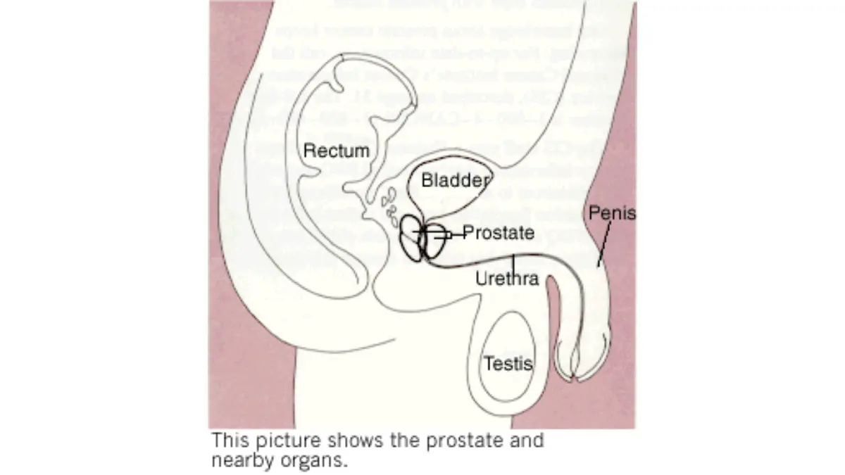 PSMA PET scan prostate anatomy illustration showing the prostate gland location