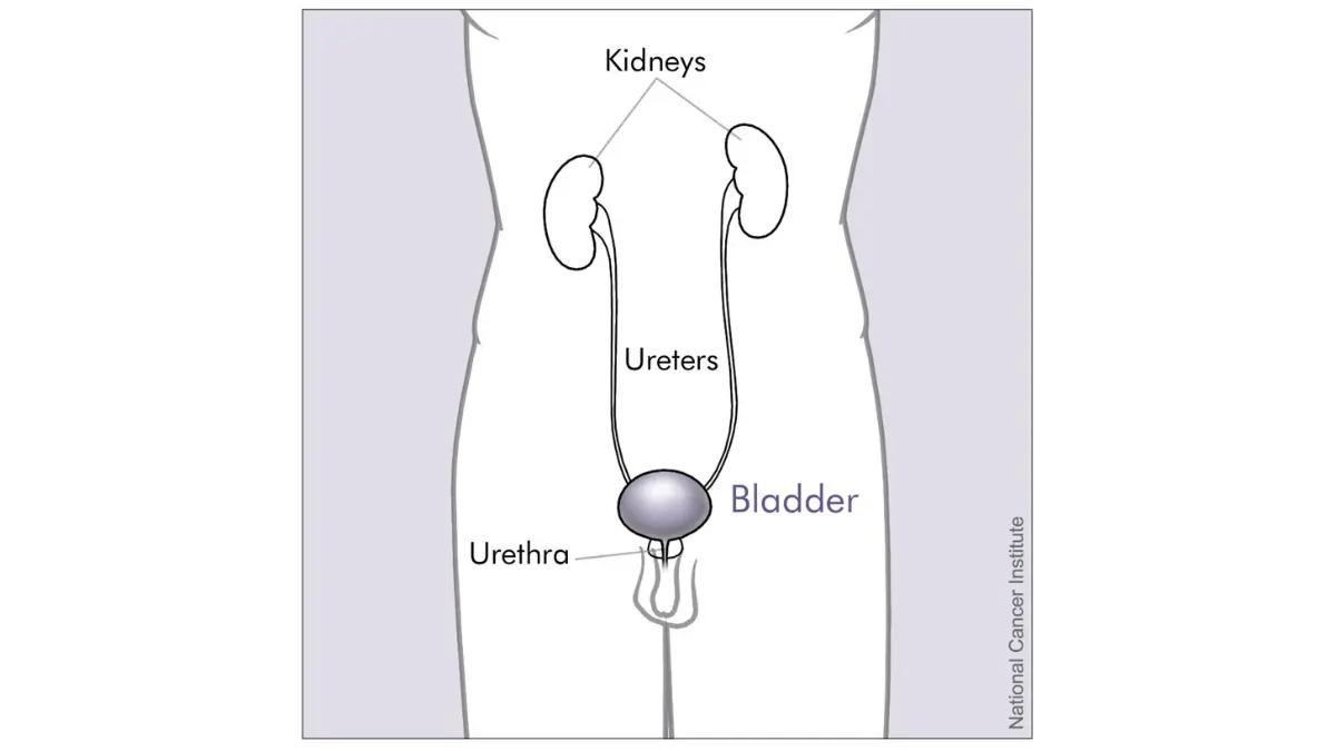 radical prostatectomy anatomy illustration showing the male bladder, prostate, urethra, kidneys, and nearby urinary organs.