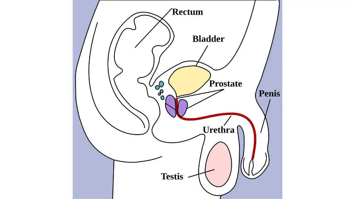 radical prostatectomy male pelvic anatomy illustration showing pelvic structures related to erection and sexual health recovery.