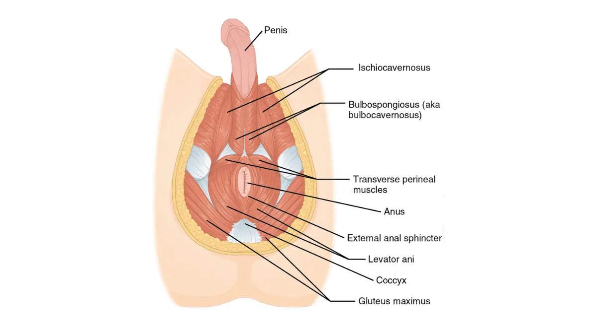 radical prostatectomy pelvic floor anatomy illustration showing the male perineum muscles involved in urinary control.
