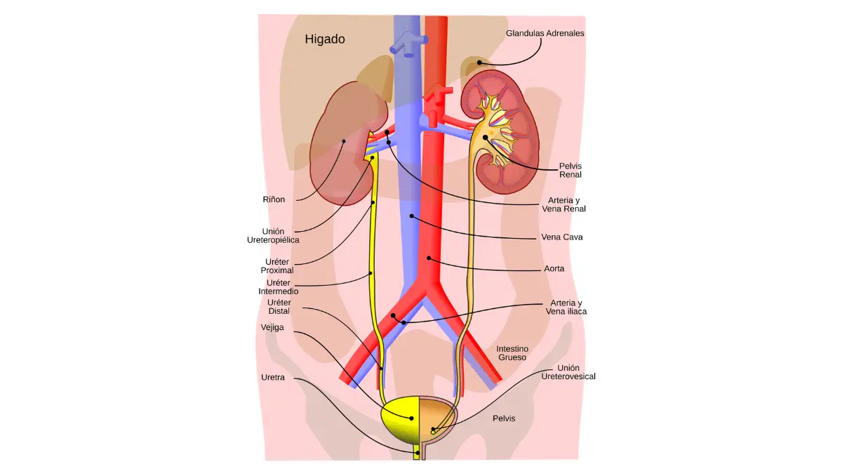 radical prostatectomy urinary system anatomy illustration showing the kidneys, ureters, bladder, and urethra for follow-up and PSA context.