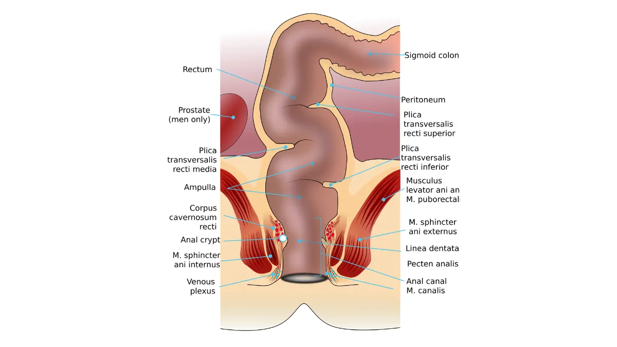 Anatomical diagram of the rectum and pelvic region in prostate cancer screening and examination context.