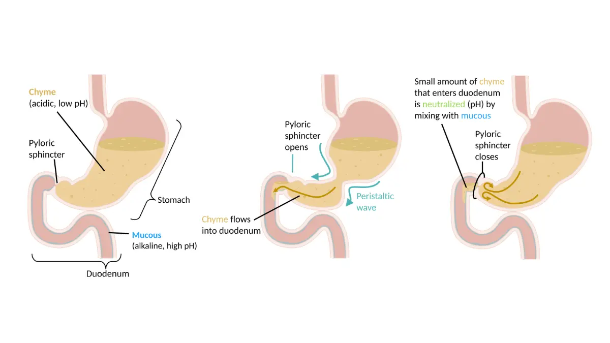 stage 4 pancreatic cancer digestive anatomy illustration showing the stomach emptying into the duodenum