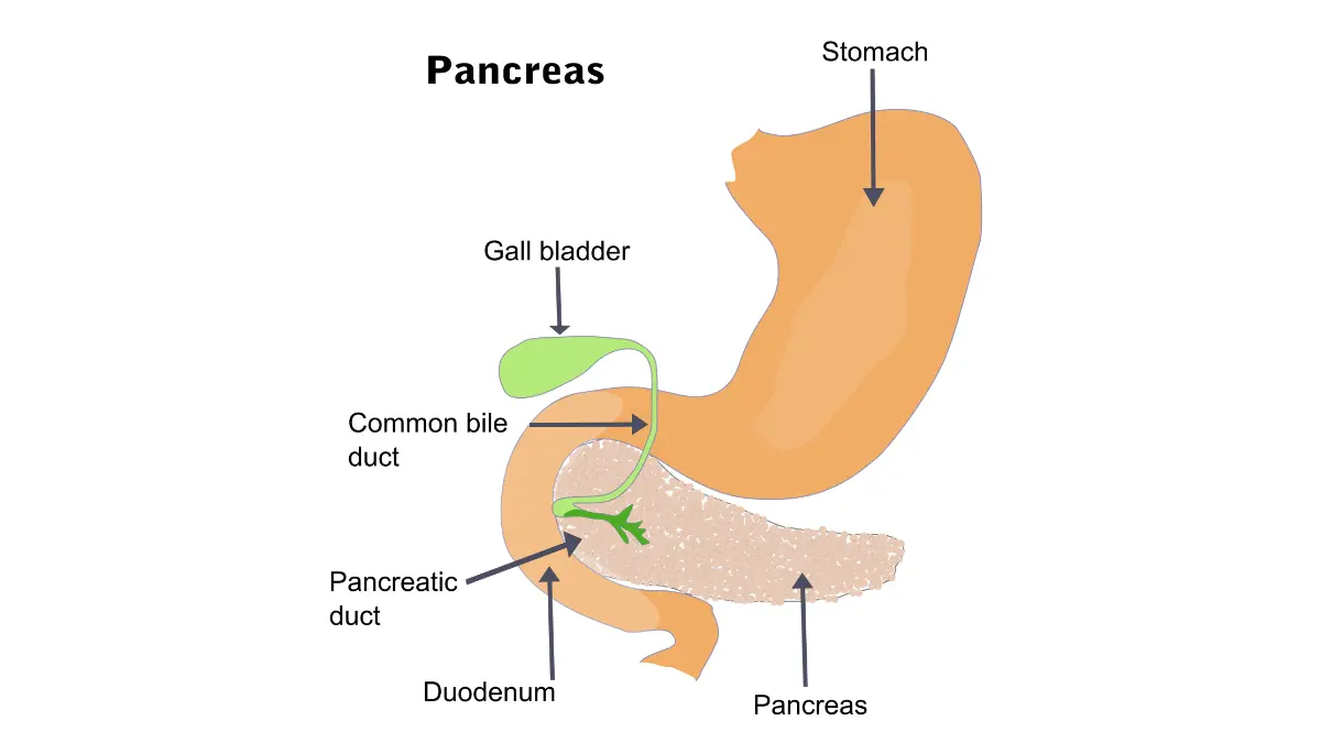 stage 4 pancreatic cancer anatomy illustration showing the pancreas, stomach, duodenum, gallbladder, and pancreatic duct